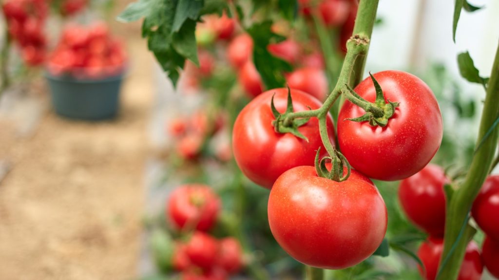 Programul "Tomata", la Giurgiu Sursă foto: Agrointel