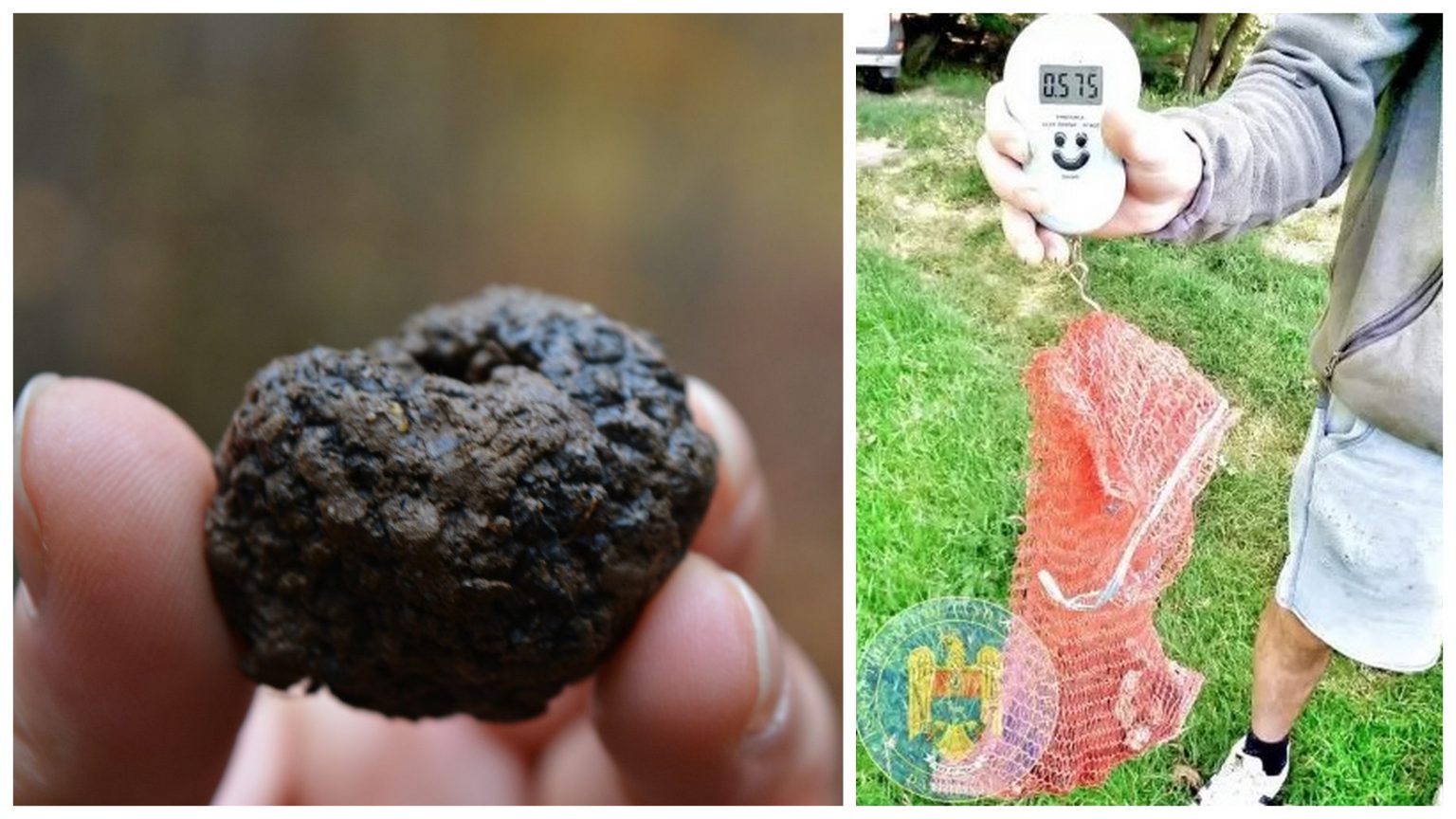 Giurgiuvean amendat pentru că aduna ilegal trufe negre