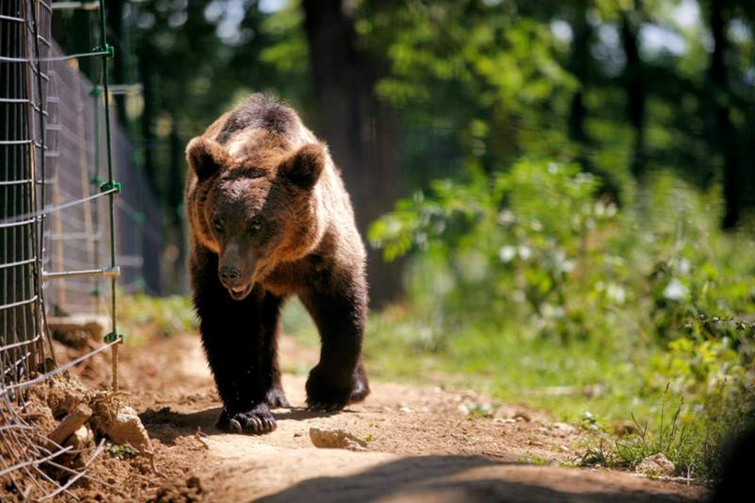 Autorităţile din Argeş atrag atenţia că în judeţ numărul urşilor este dublu faţă de cât ar trebui să fie Foto: ePitesti.ro