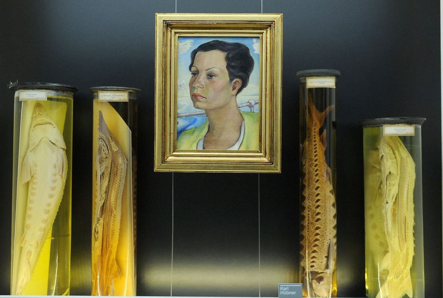 FB/ Art Safari și Muzeul Antipa prelungesc expozițiile temporare simultane până la 17 iunie