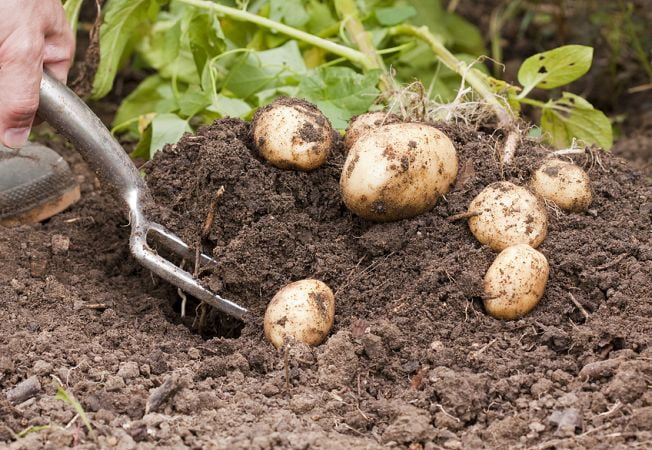 DÂMBOVIŢA: O femeie a murit strivită de un utilaj agricol, în timp ce culegea cartofi A murit la cules de cartofi, după ce un utilaj agricol s-a răsturnat peste ea Foto: Acasa.ro