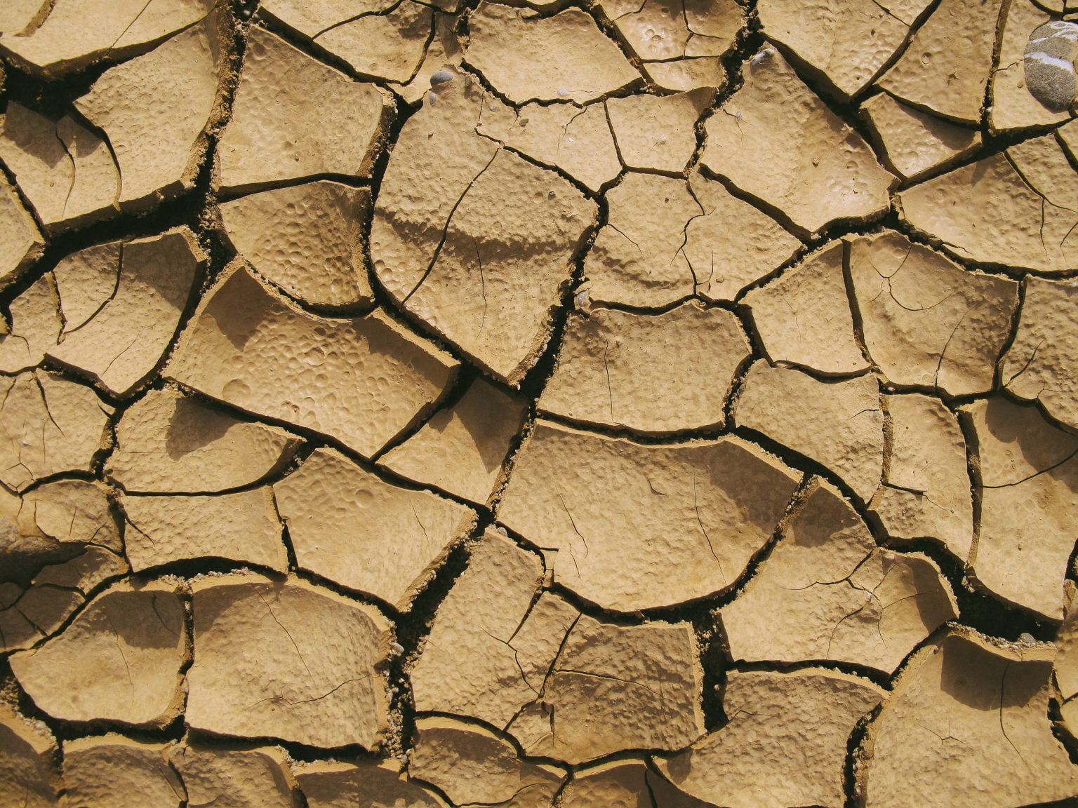 pexels/ 16.000 de hectare cultivate cu grâu din Brăila, Galați, Ialomița și Teleorman sunt afectate de secetă
