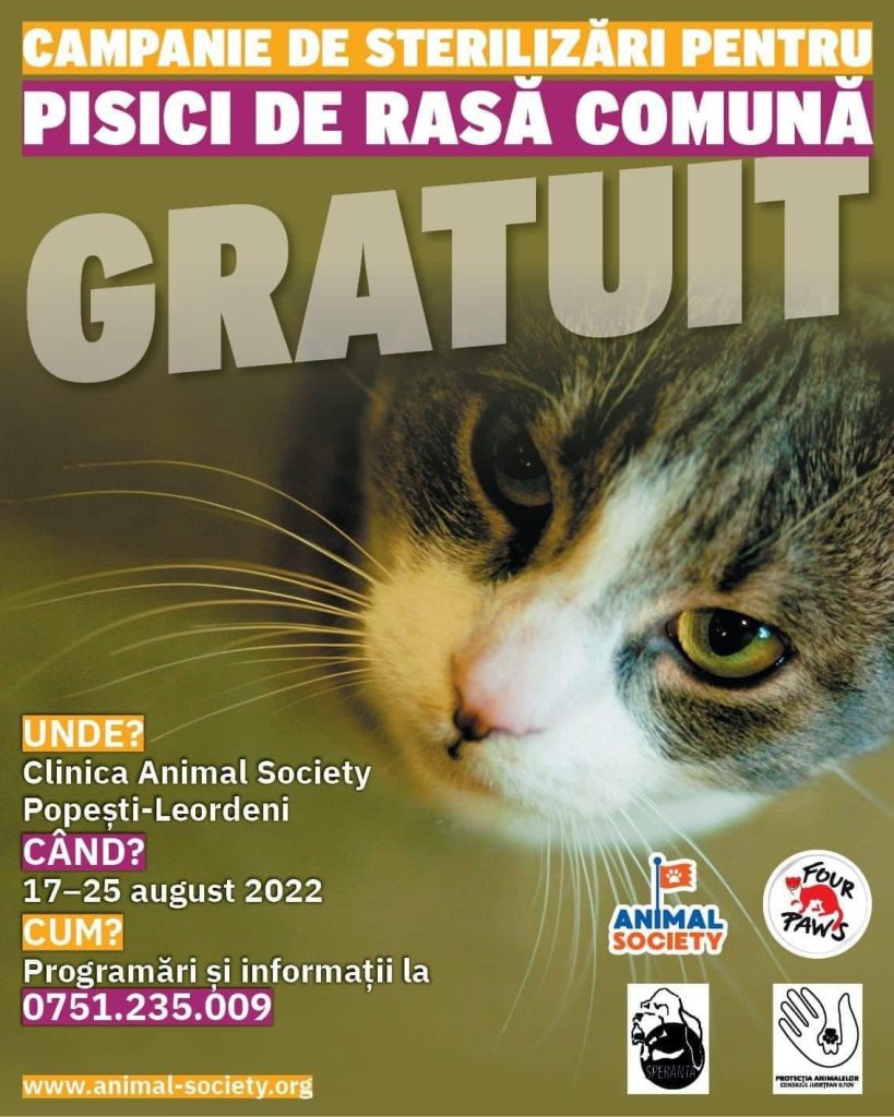 Campania este destinată exclusiv pisicilor maidaneze Foto: CJ Ilfov