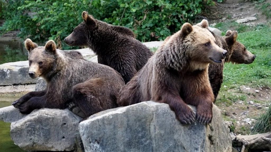 Un primar din PRAHOVA susţine că cineva a adus ilegal patru urşi în apropiere de comuna sa Sursă foto: Alin Staicu