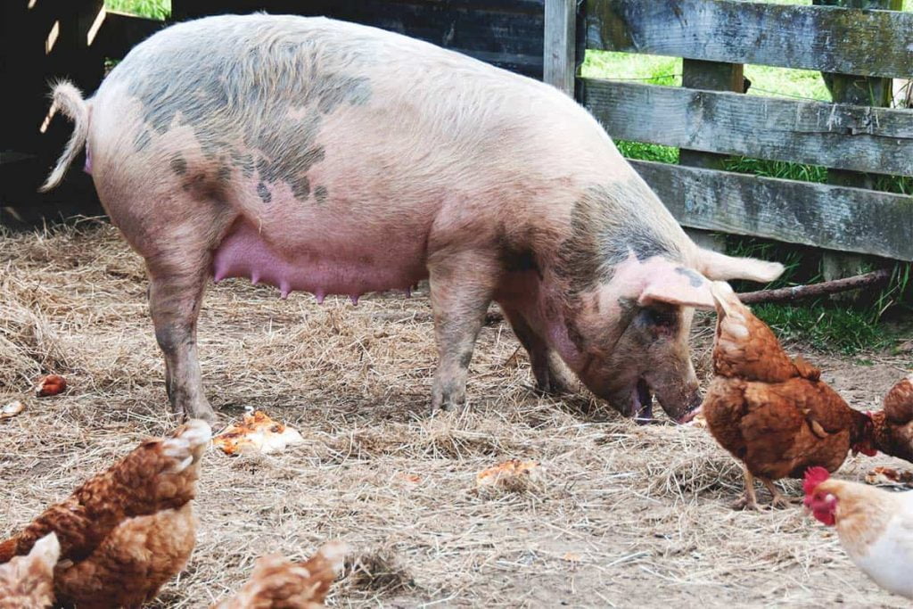 Noi ajutoare de la Guvern pentru crescătorii de porci şi păsări