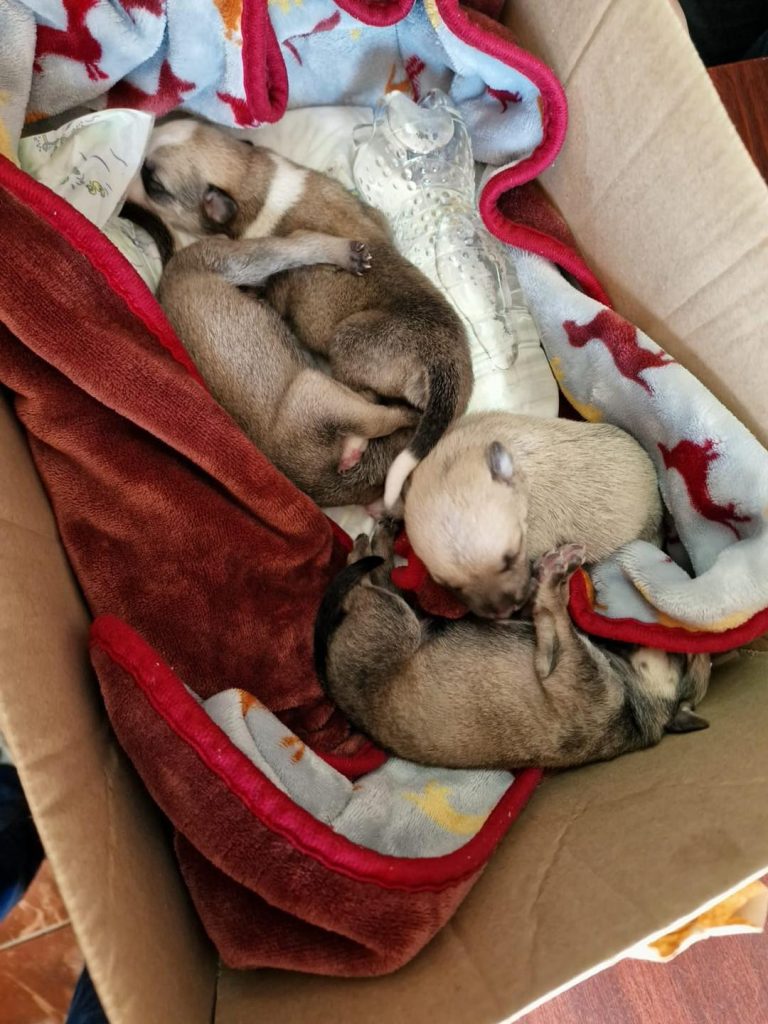 Primăria Ştefăneştii de Jos, măsuri împotriva abandonului animalelor