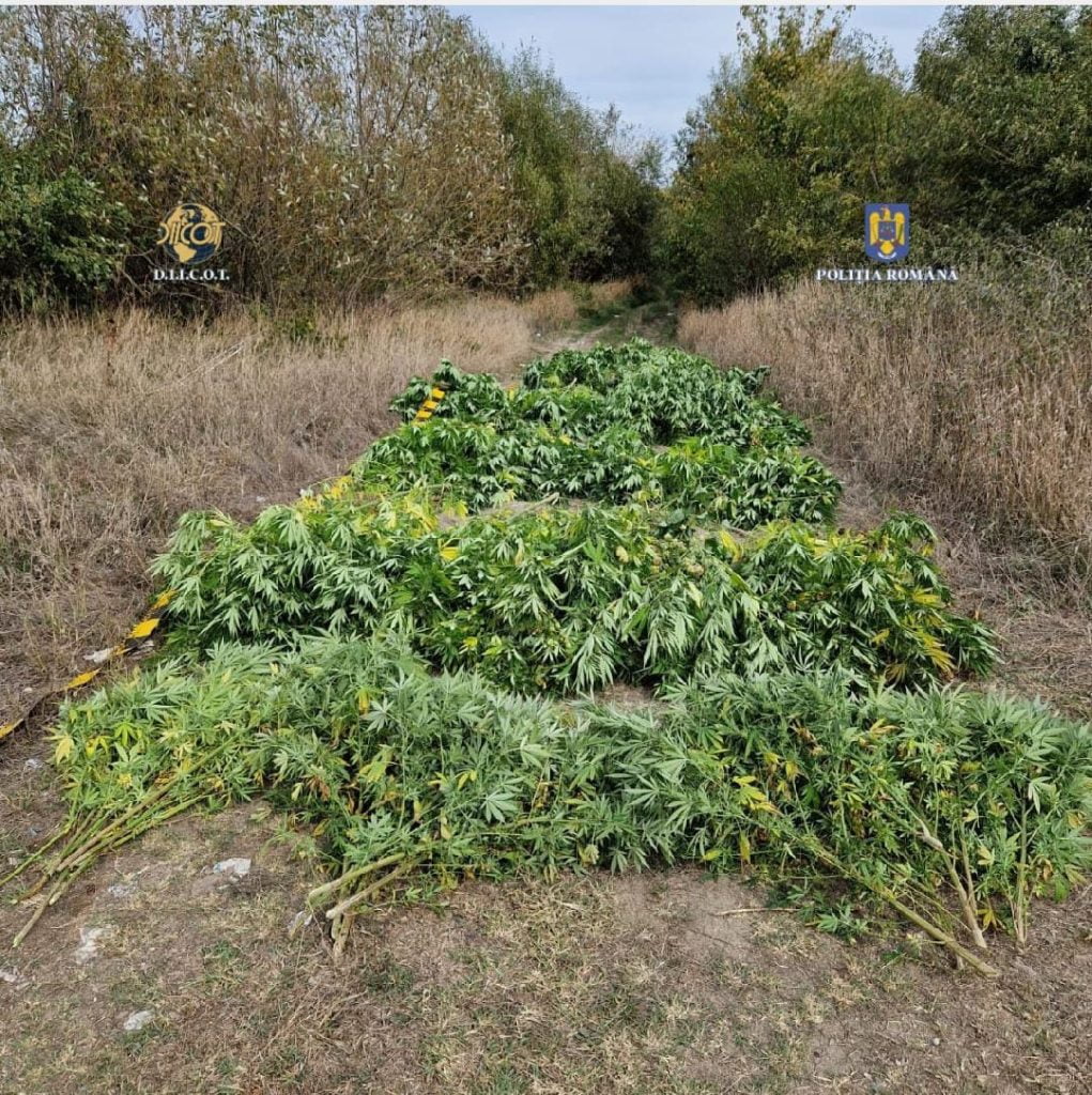 Doi ilfoveni prinşi în judeţul Giurgiu cultivând cannabis
