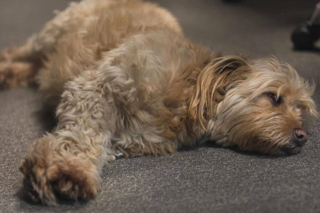 Măsuri privind gestionarea câinilor fără stăpân, la nivelul judeţului ILFOV