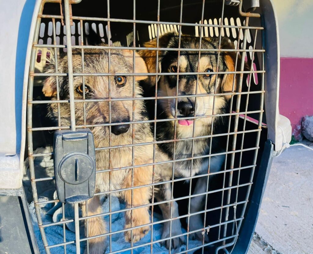 Campania de sterilizare a câinilor şi pisicilor de rasă comună, un succes, la Gruiu