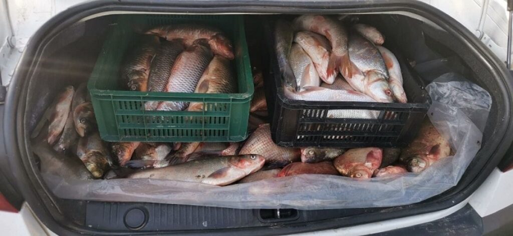 Foto cu scop ilustrativ. Sursă: Botoşăneanu