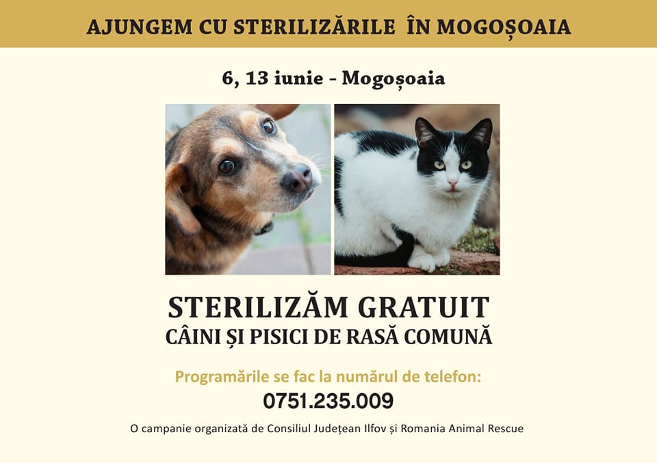 Campanie gratuită de sterilizare a câinilor și pisicilor, în Mogoșoaia