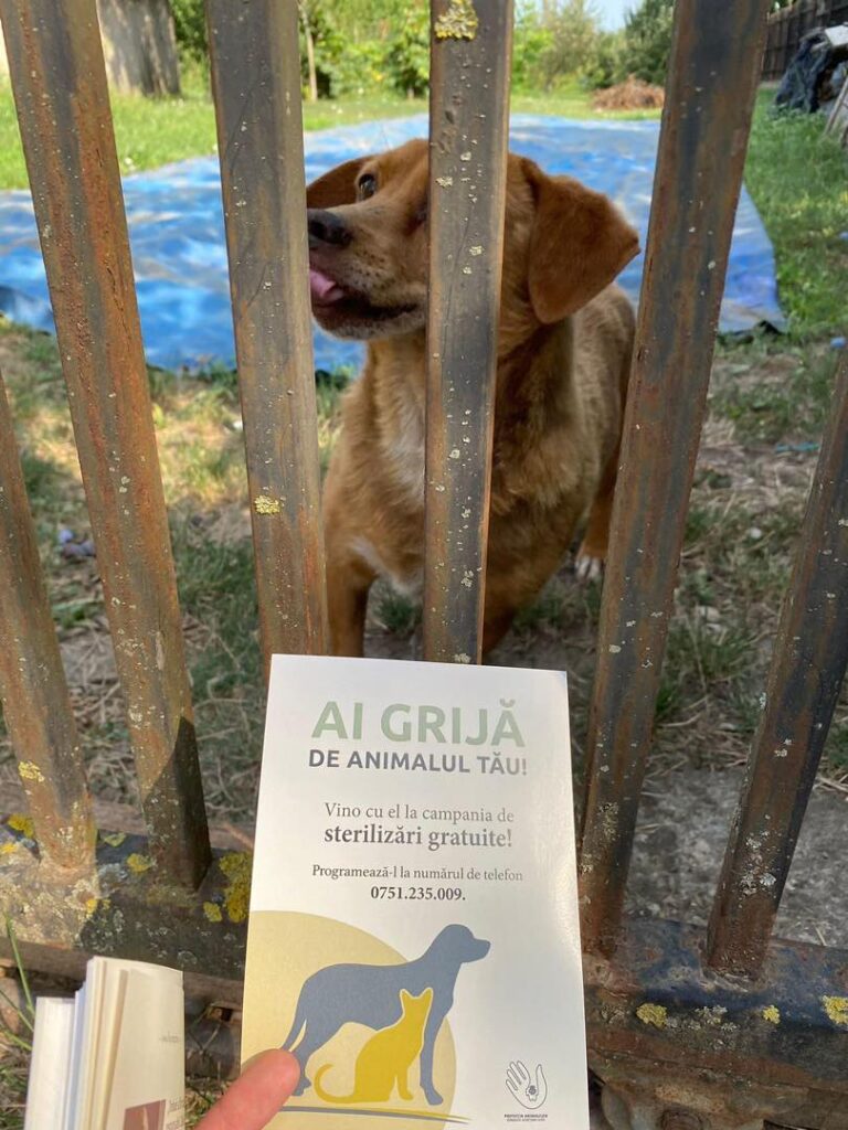 : Campanie gratuită de sterilizare a câinilor şi pisicilor de rasă comună, în Grădiştea, Ilfov