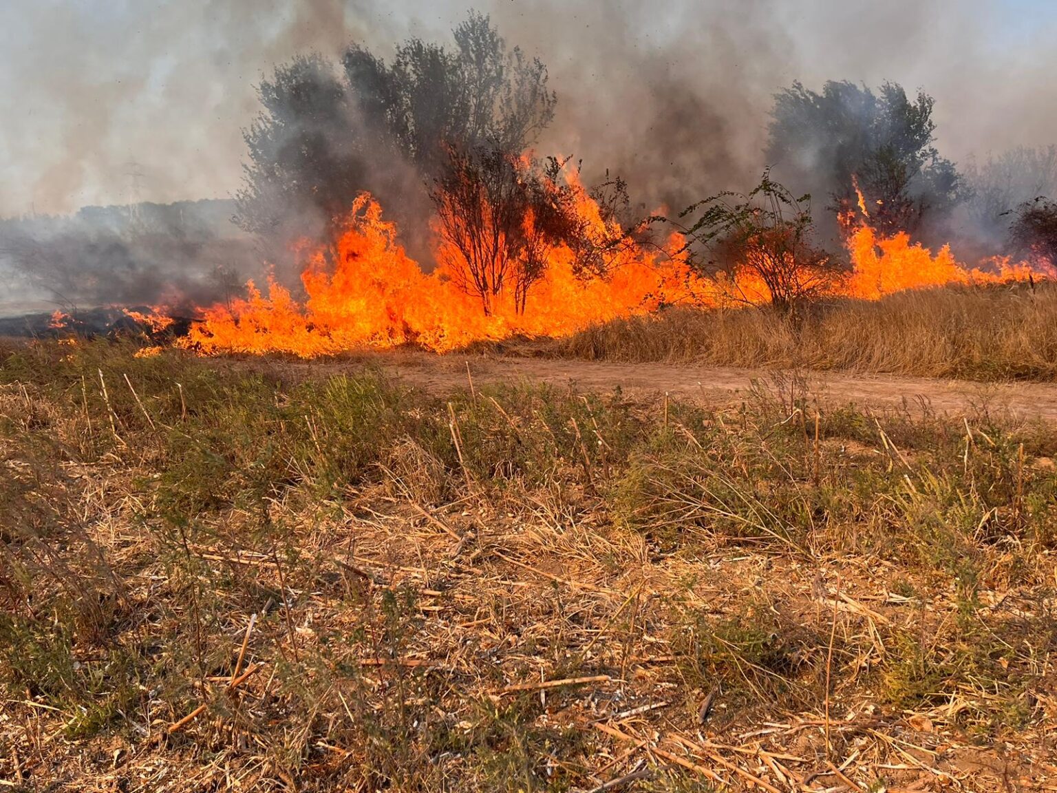 Pompierii giurgiuveni anunţă că aproximativ 70 de hectare de vegetație uscată, lăstăriș, miriște de grâu și de porumb au ars, ieri după-amiază, în comuna Joița
